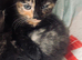 Very sweet kittens