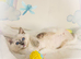 GCCF Registered Ragdoll Kittens