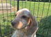 Ready now! Gorgeous cocker spaniel puppies