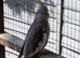 Beautiful Grey Face Pied Cockatiel