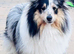 Sheltie cross puppies