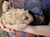 Guinea pig baby girls