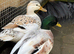 Beautiful Hand-Raised Call Duck × Snowy Mallard Ducklings