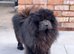 MINI CHOW SISTERS REHOME
