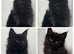 XXL Russian Mainecoons kittens