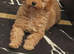 Toy poodle girl