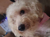 Cavapoochon