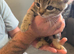 Tabby kittens