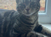 Male and female cat