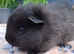 Swiss, Cali, Self Blacks and Smooth Baby Guinea Pigs