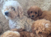 Toy cavapoo fully health checked