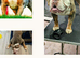 olde English bulldogge