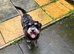 Miniature schnauzer girl for sale