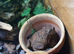 Miyako Toad ( Bufo gargarizans miyakonis) Japanese toad