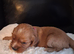 Health tested parents of beautiful cavapoos
