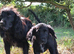 Cocker Spaniel x Collie
