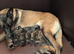 Belgium Malinois puppies
