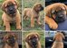 PRESA CANARIO &times; ROTTWEILER MALE PUPPY