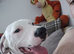 American bully cross dalmation