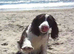 sprocker pups