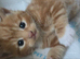 3 kittens ready for new home