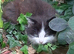 3 Black and White and 2 Black Fluff