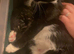 Beautiful kittens for sale