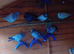 Pigoens for sale in Dunstable