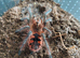 Tarantula Females