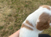 3/4 cocker 1/4 springer pups