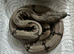 Boa Constrictor Amarali (short tailed Boas)