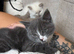 Grey male kitten