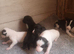 Grayhound pups ready now