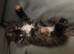 Maine Coon x  Ragdoll kittens from pedigree, purebred parents.