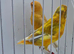 BEAUTIFUL PROVEN PAIR YELLOW ISABEL