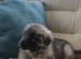 German shepherd puppy's isabellla / stable