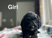 Maggie litter of lovely cockapoo puppies