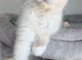 Stunning TICA ragdoll kitten ready now
