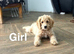 Lilac stunning litter of apricot cockapoo girls and boy