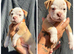 READY TO LEAVE 3 olde English bulldog