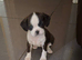 Boston/King Charles (Toy)