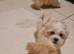 Havanese x Maltese