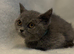 Stunning BSH kittens READY NOW!