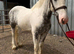 15hh | 5-Year-Old Cob Gelding