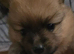 Pomeranian puppies