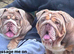 Beautiful English Bulldogs – Must Stay Together