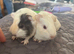 FEMALE guinea pigs