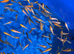 Koi carp fry 1 inch