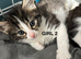 Beautiful kittens