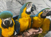 Hand-Rearing Baby Friendly Super Tame Cuddly Blue & Gold Macaw Parrot,13